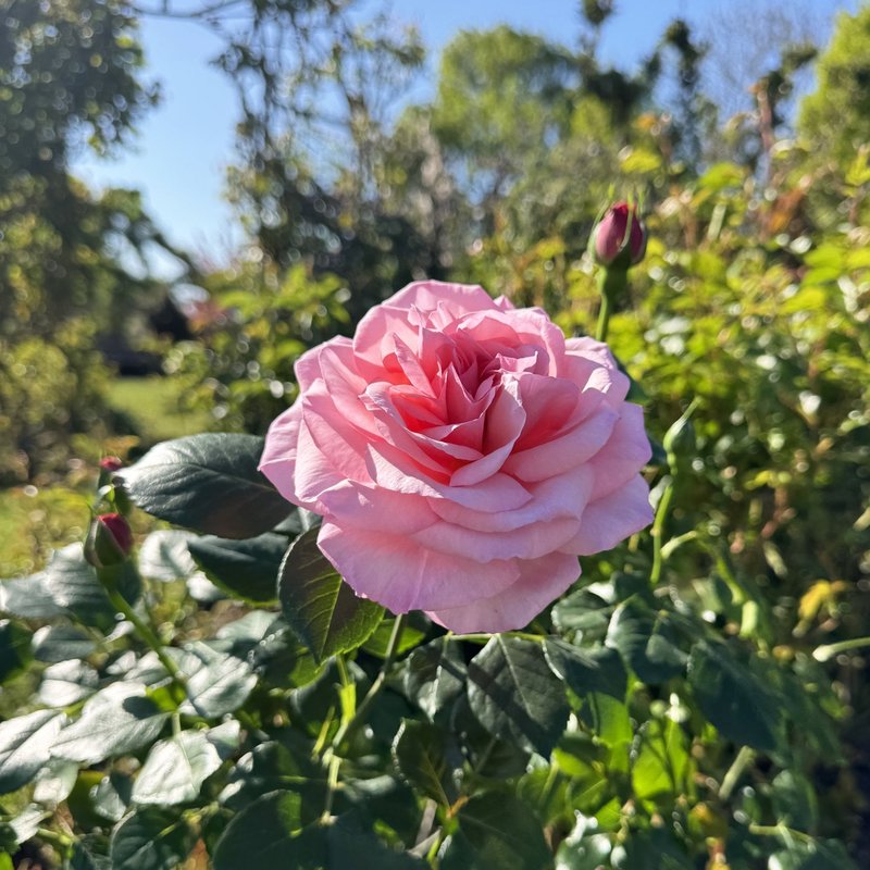 圣卢克之珠月季 圣卢克之珠Pearl of St. Luke's