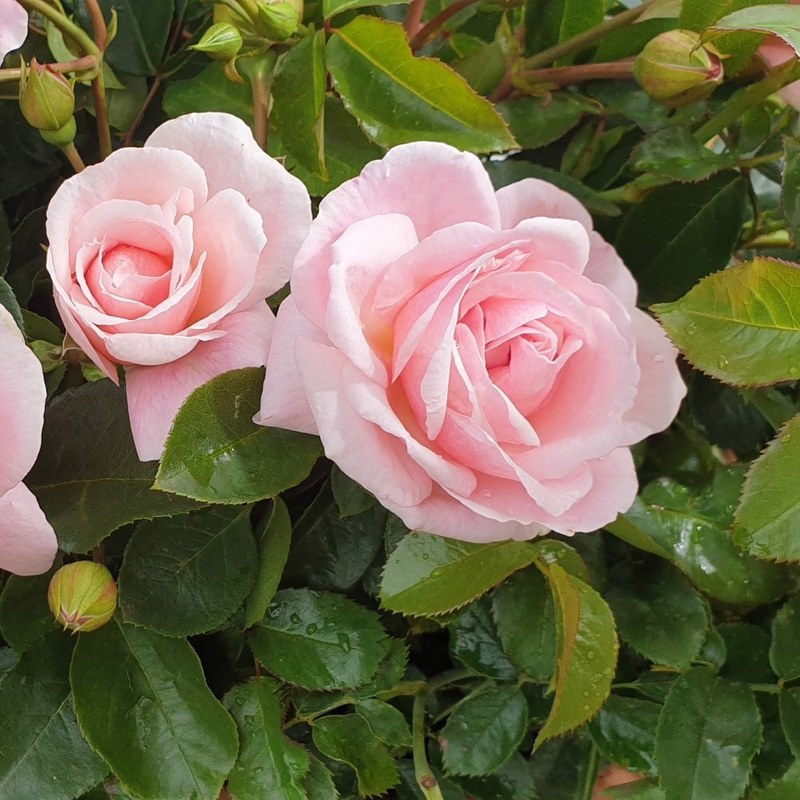 牛津药草园玫瑰月季 牛津药草园玫瑰Oxford Physic Rose