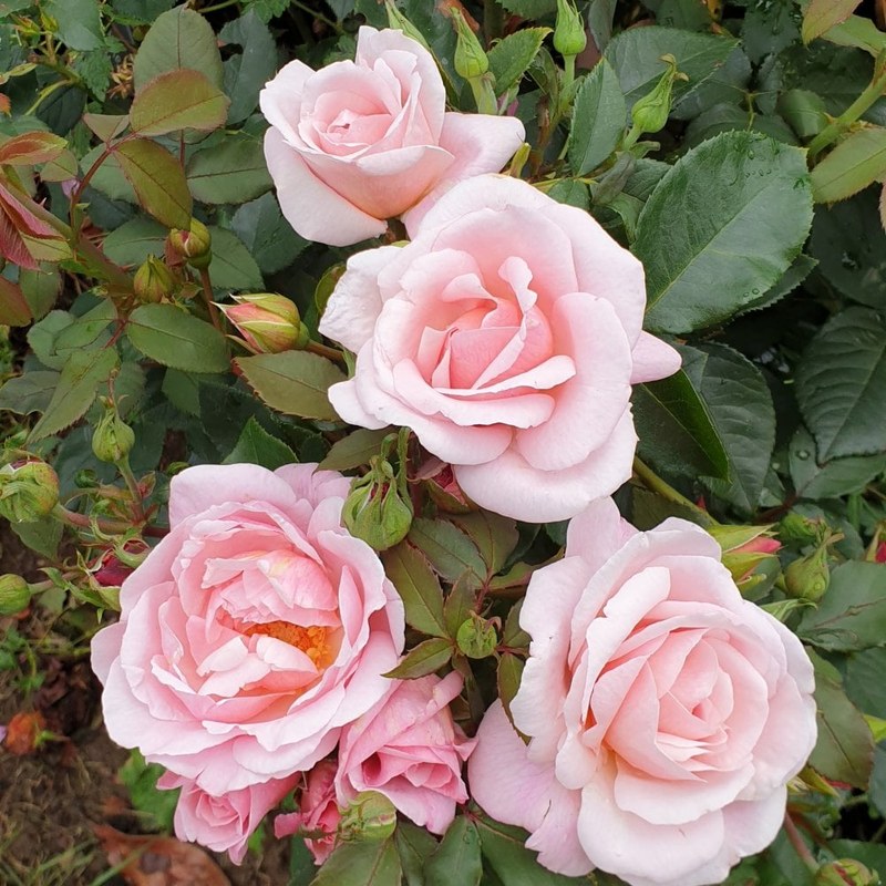 牛津药草园玫瑰月季 牛津药草园玫瑰Oxford Physic Rose