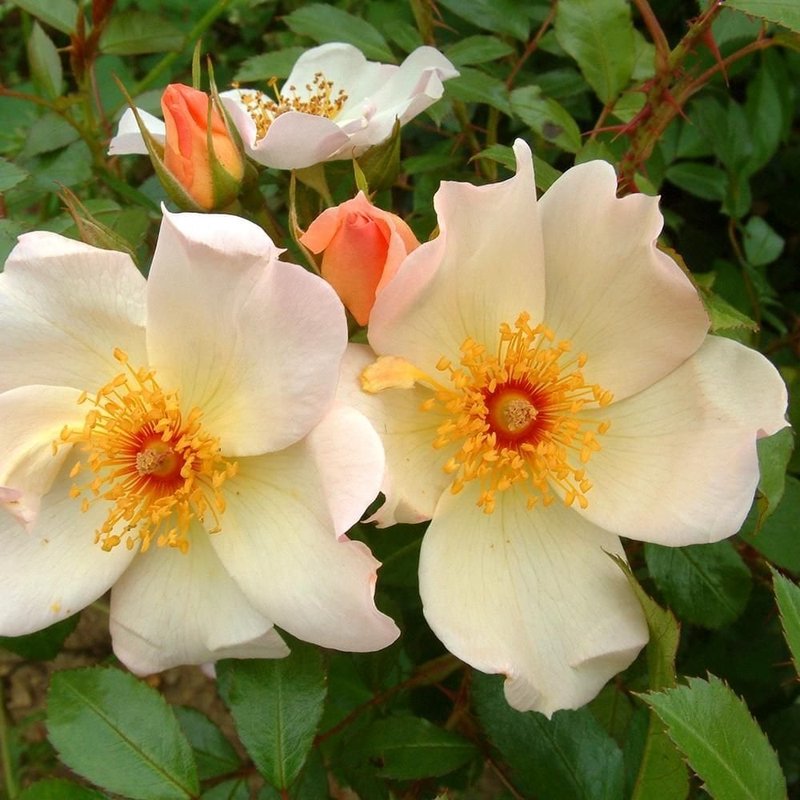 基思·莫恩月季 基思·莫恩Keith Maughan
