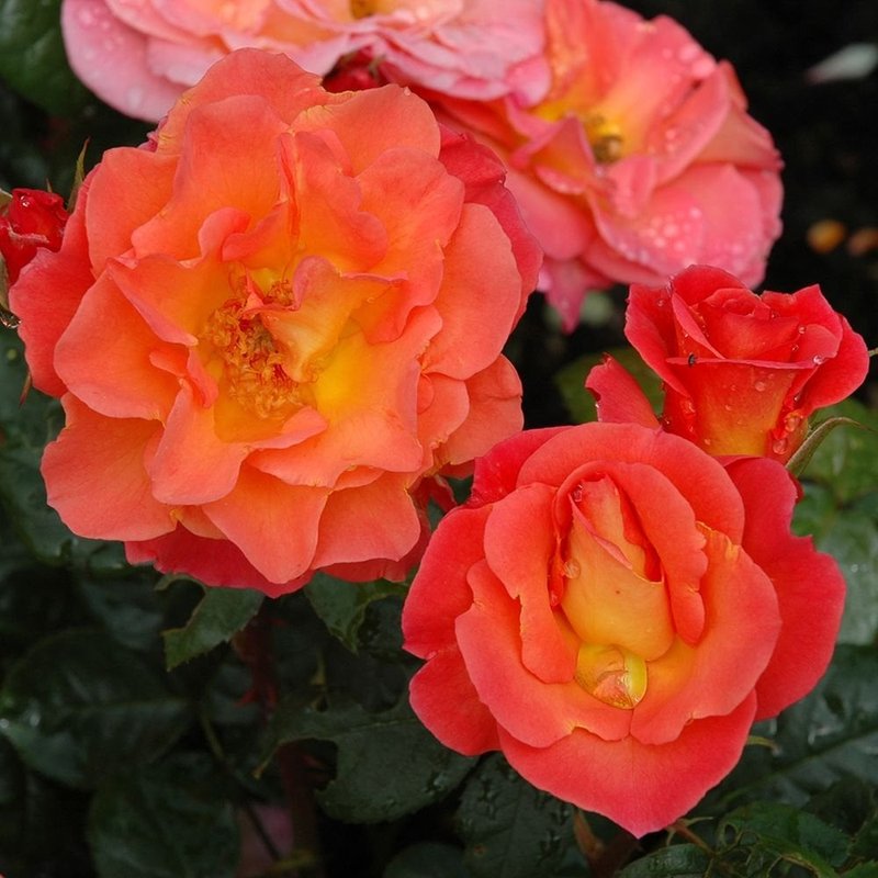 伊芙琳梅月季 五月伊芙琳 Evelyn May