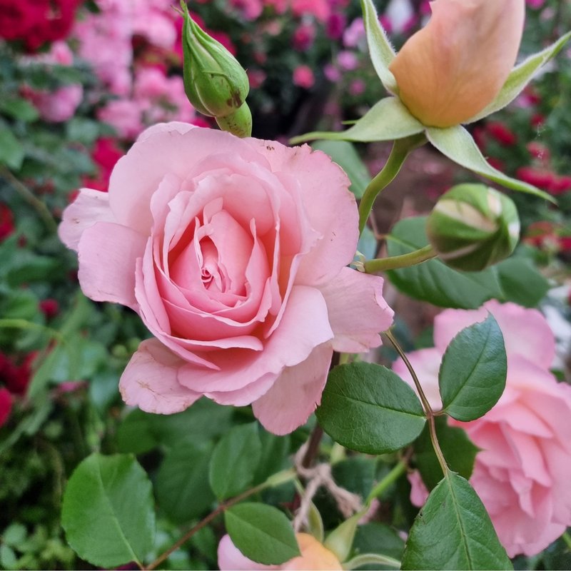 芳香庆典Fragrant Celebration