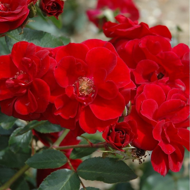 弗兰德斯玫瑰月季 弗兰德斯玫瑰Flanders Rose