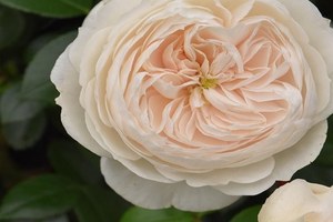麦克米伦护士Macmillan Nurse
