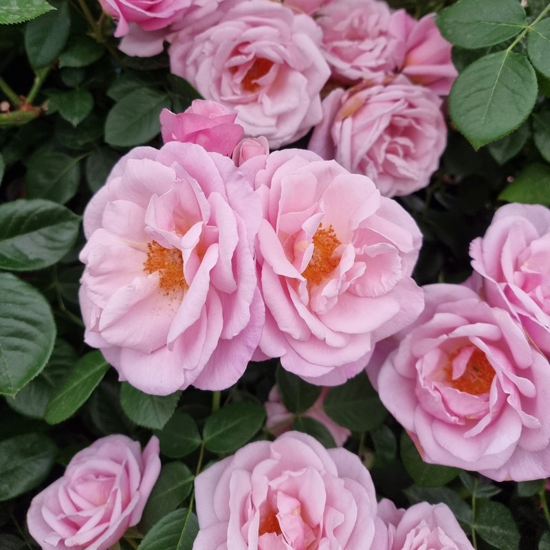 牛津药草园玫瑰月季 牛津药草园玫瑰Oxford Physic Rose