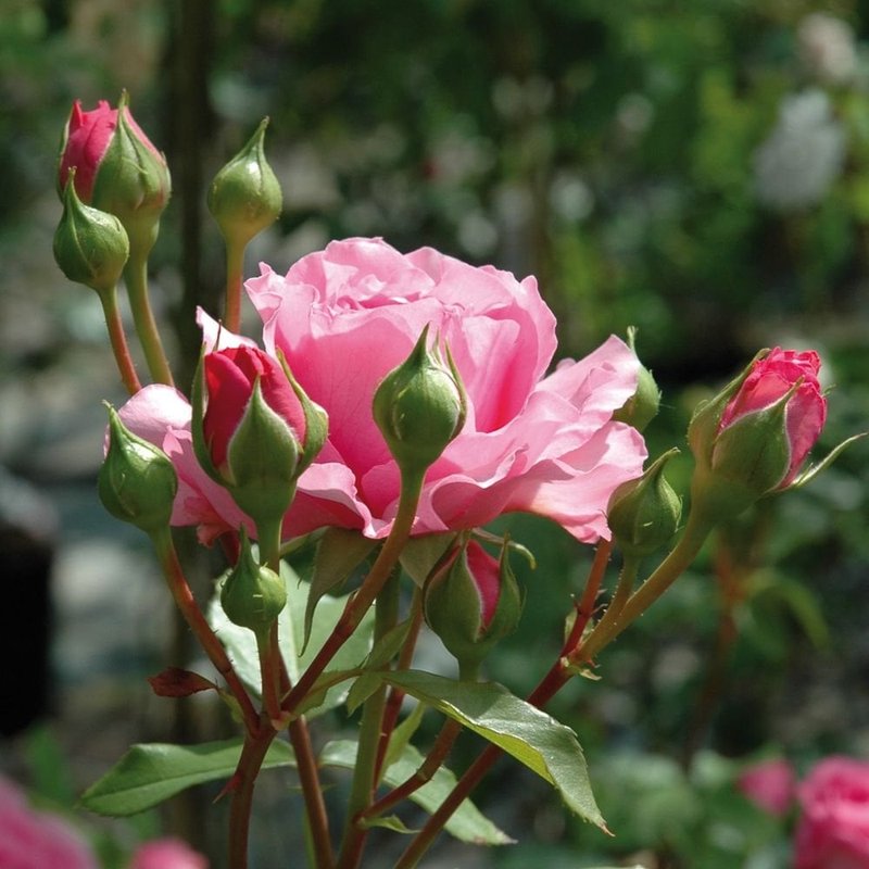 珀斯玫瑰月季 珀斯玫瑰The Perse Rose