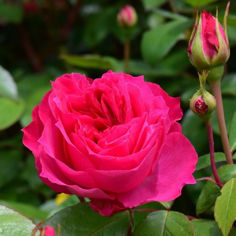 艾佛玫瑰月季 艾佛的玫瑰Ivor's Rose
