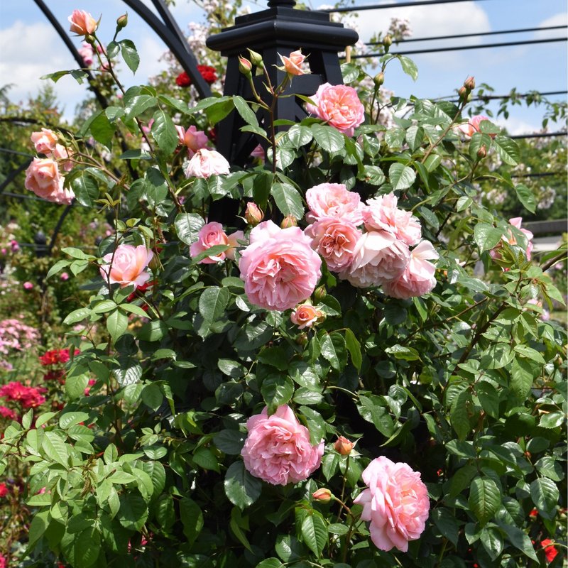 芳香庆典Fragrant Celebration