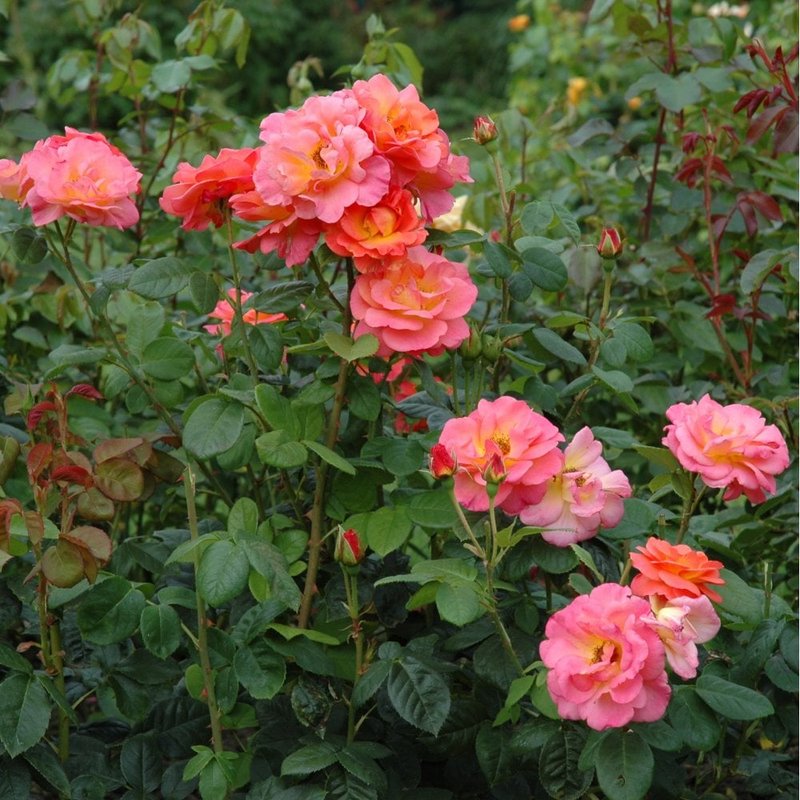伊芙琳梅月季 五月伊芙琳 Evelyn May
