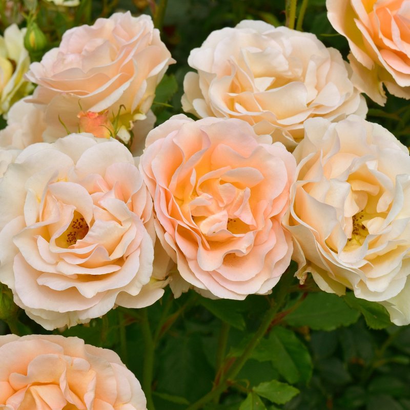 丘吉尔玫瑰月季 丘吉尔玫瑰The Churchill Rose