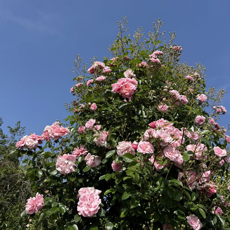英格兰乡村月季 英格兰乡村Rural England