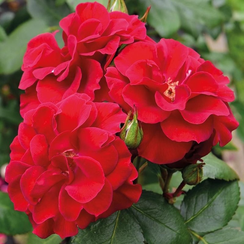 弗兰德斯玫瑰月季 弗兰德斯玫瑰Flanders Rose