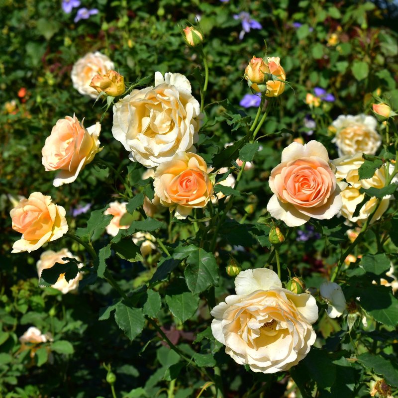 丘吉尔玫瑰月季 丘吉尔玫瑰The Churchill Rose