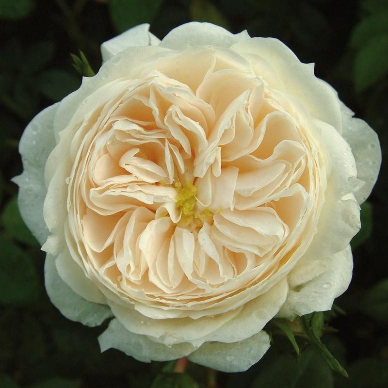 麦克米伦护士月季 麦克米伦护士Macmillan Nurse