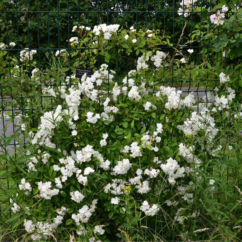 曼宁顿瀑布Mannington Cascade