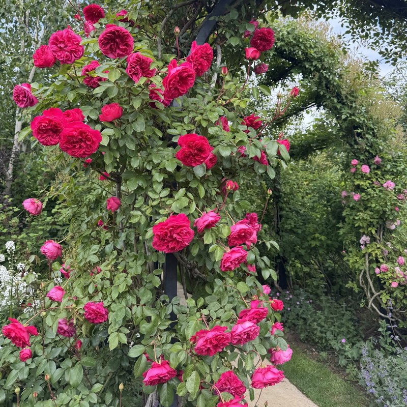 艾佛玫瑰月季 艾佛的玫瑰Ivor's Rose