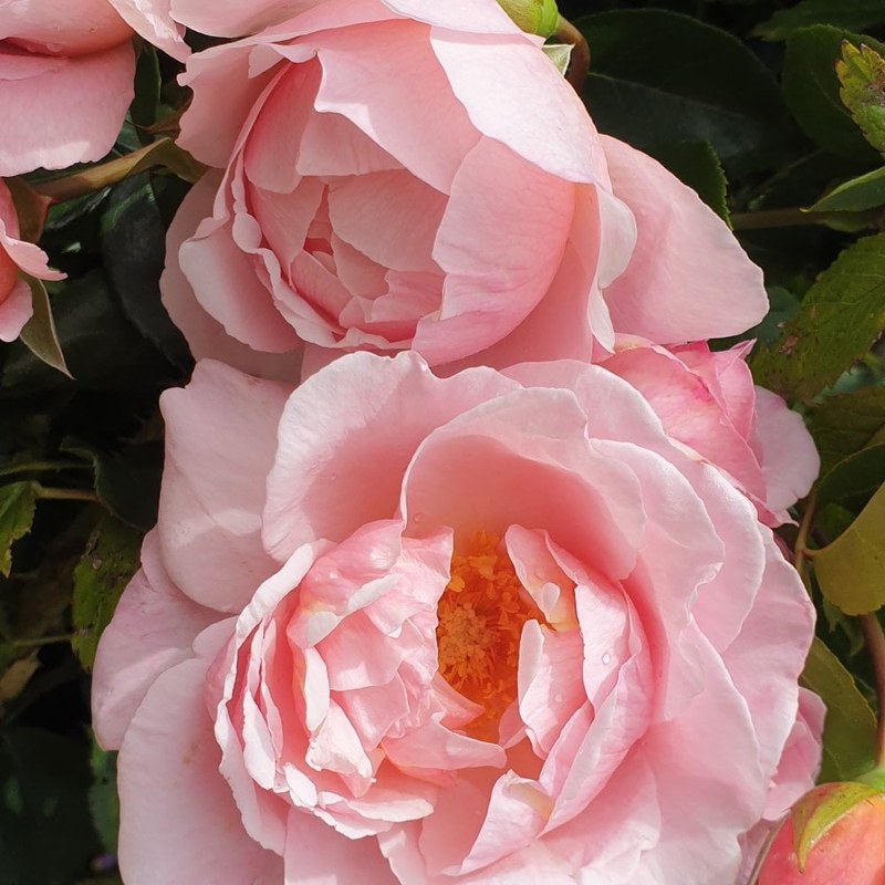 牛津药草园玫瑰月季 牛津药草园玫瑰Oxford Physic Rose