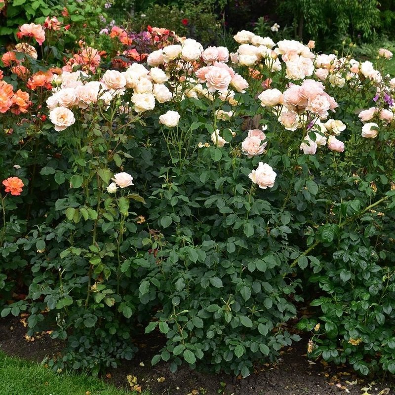 丘吉尔玫瑰月季 丘吉尔玫瑰The Churchill Rose