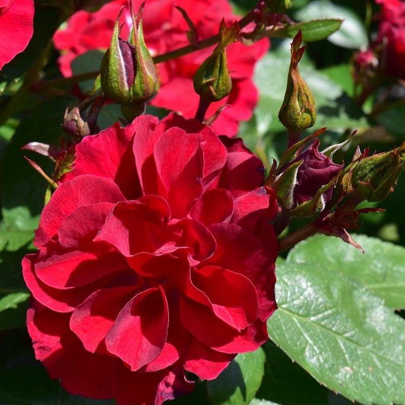 弗兰德斯玫瑰月季 弗兰德斯玫瑰Flanders Rose