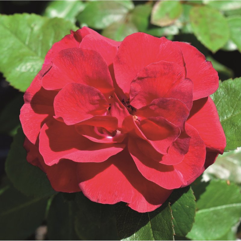 弗兰德斯玫瑰月季 弗兰德斯玫瑰Flanders Rose