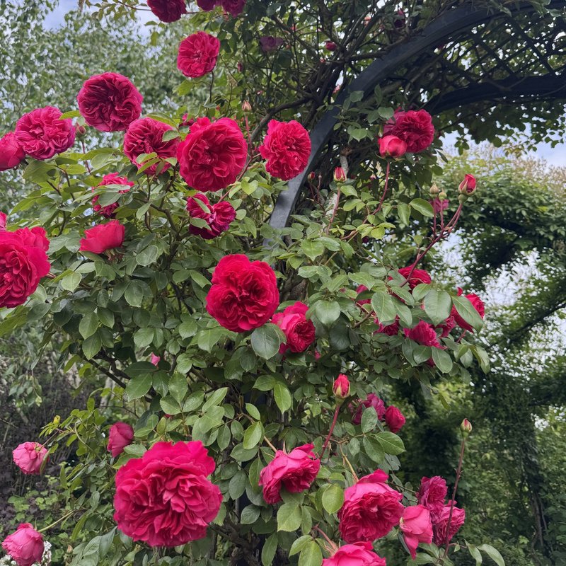 艾佛玫瑰月季 艾佛的玫瑰Ivor's Rose