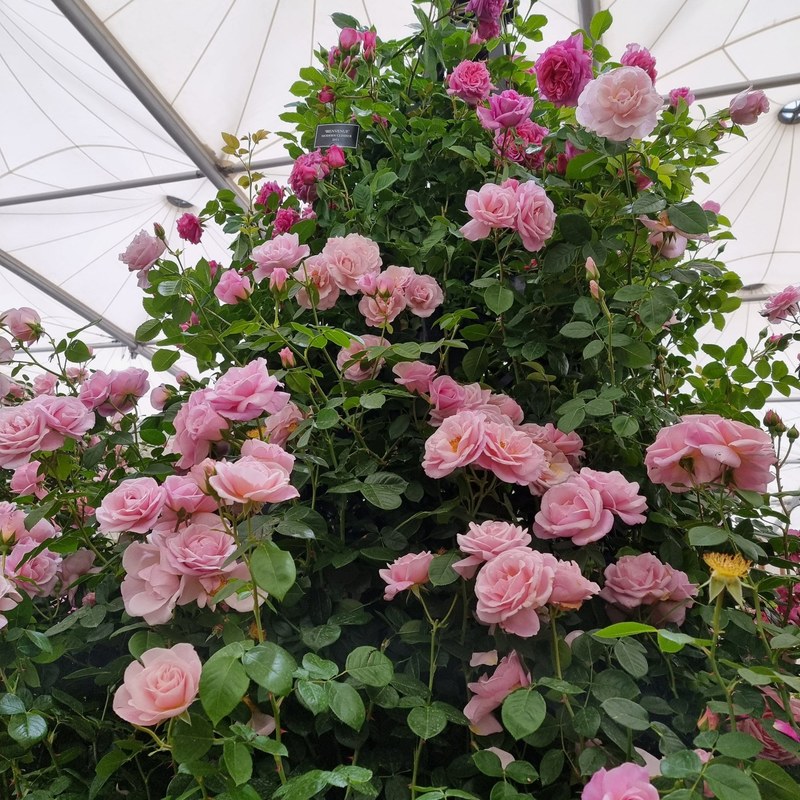 牛津药草园玫瑰月季 牛津药草园玫瑰Oxford Physic Rose