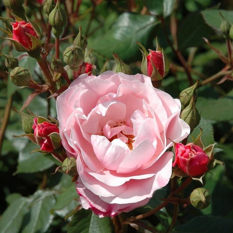 基蒂的玫瑰月季 凯蒂的玫瑰Kitty's Rose