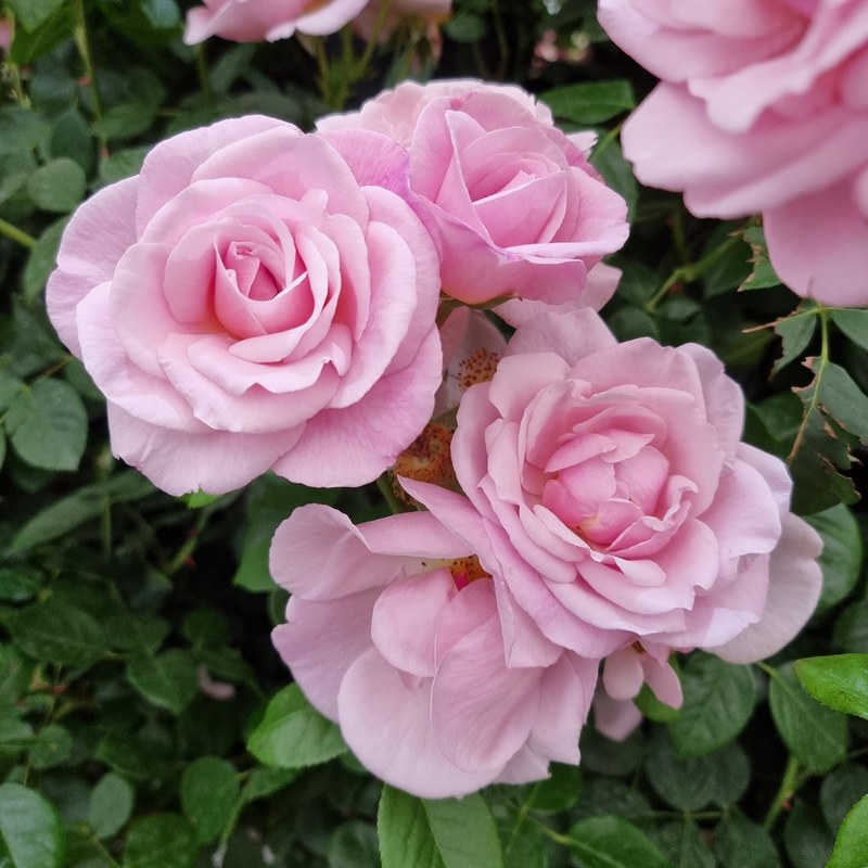 牛津药草园玫瑰月季 牛津药草园玫瑰Oxford Physic Rose