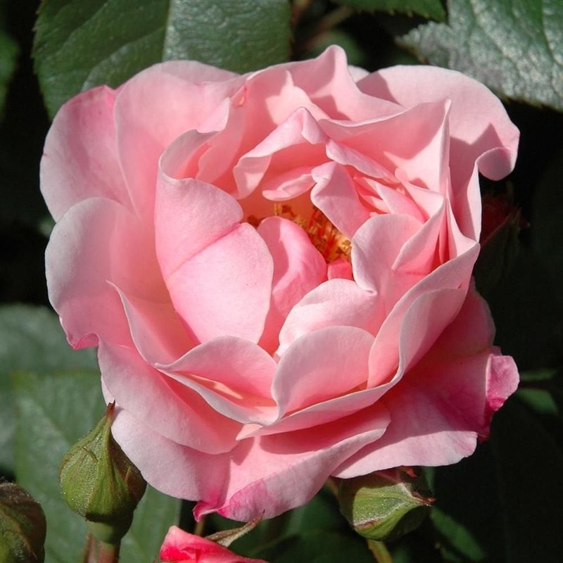 基蒂的玫瑰月季 凯蒂的玫瑰Kitty's Rose