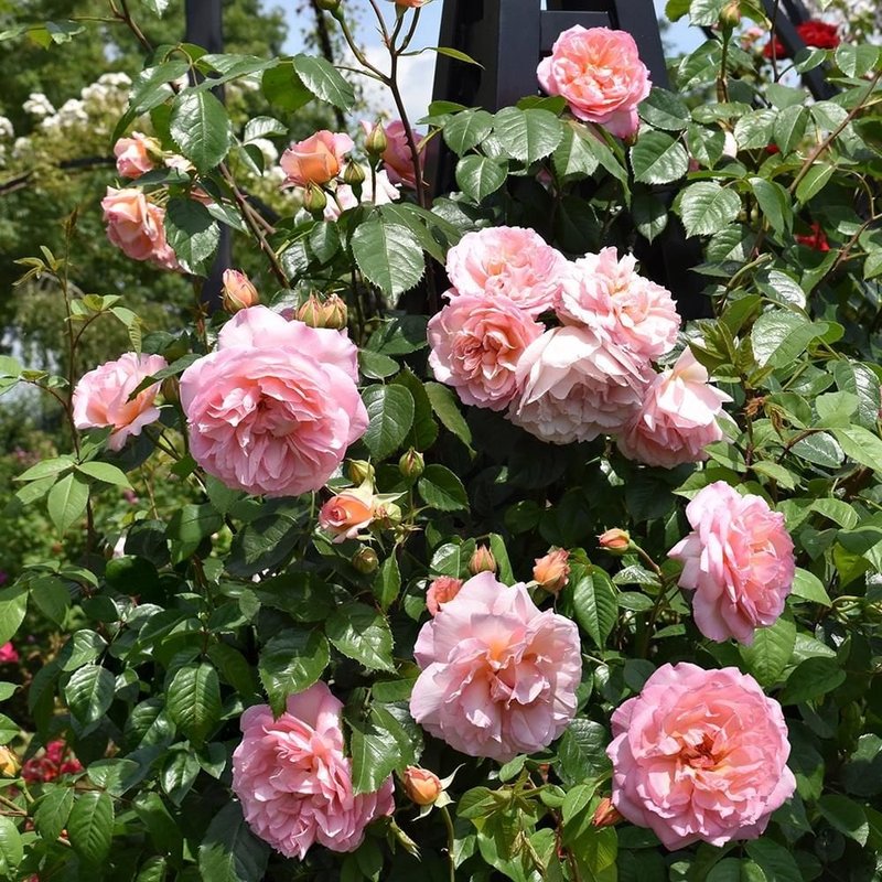 芳香庆典Fragrant Celebration