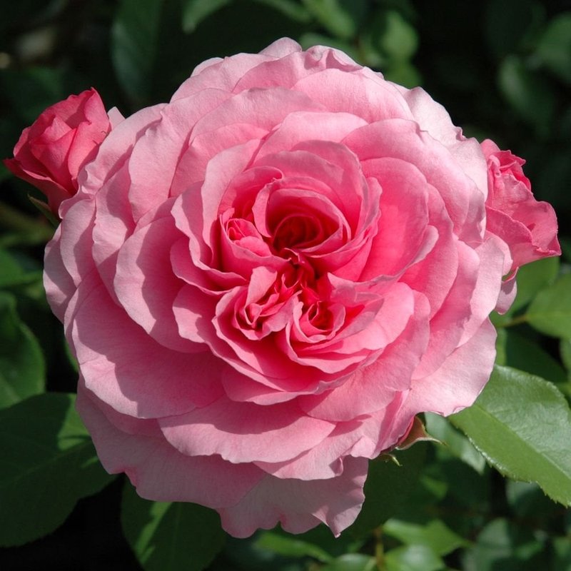 珀斯玫瑰月季 珀斯玫瑰The Perse Rose