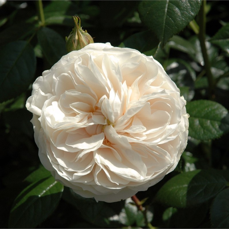 麦克米伦护士月季 麦克米伦护士Macmillan Nurse