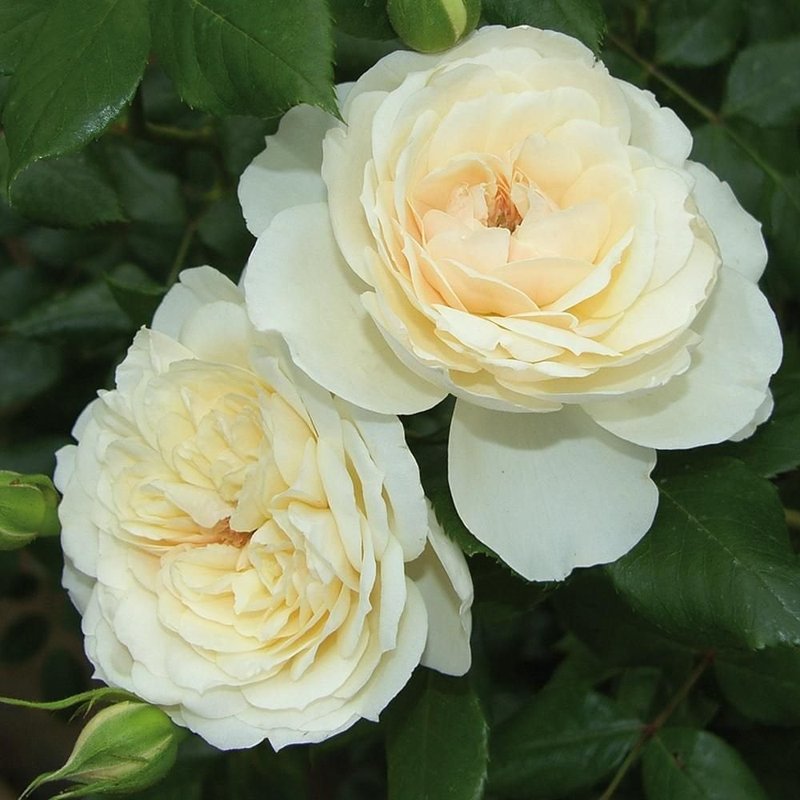 女王禧年玫瑰月季 女王禧年玫瑰Queen's Jubilee Rose