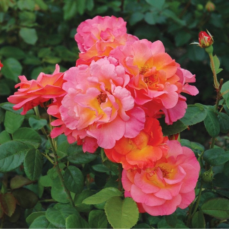 伊芙琳梅月季 五月伊芙琳 Evelyn May