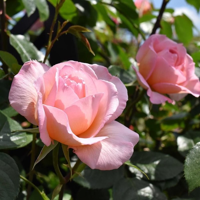芳香庆典Fragrant Celebration