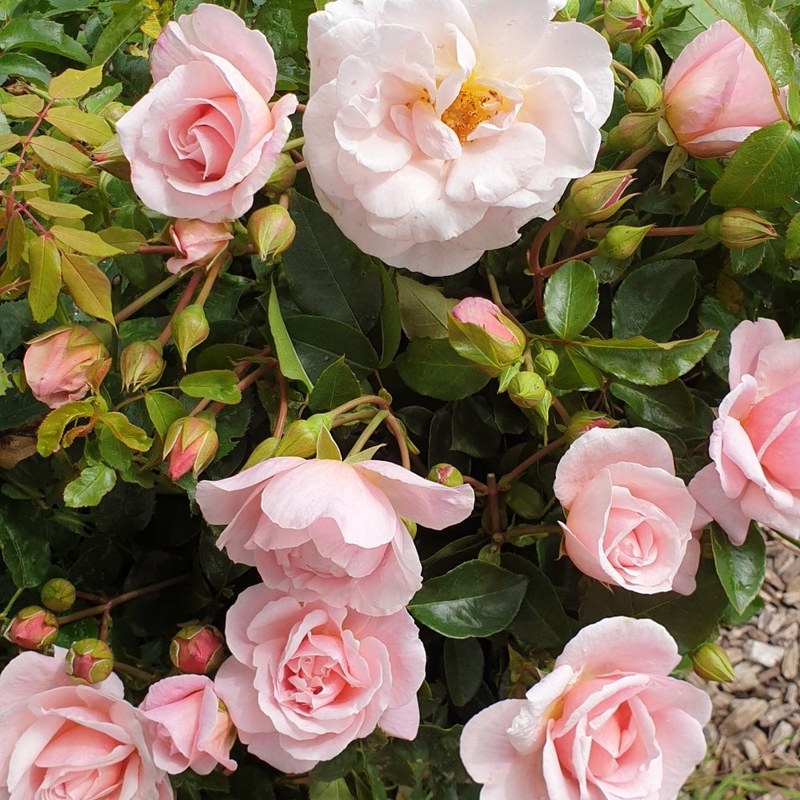 牛津药草园玫瑰月季 牛津药草园玫瑰Oxford Physic Rose