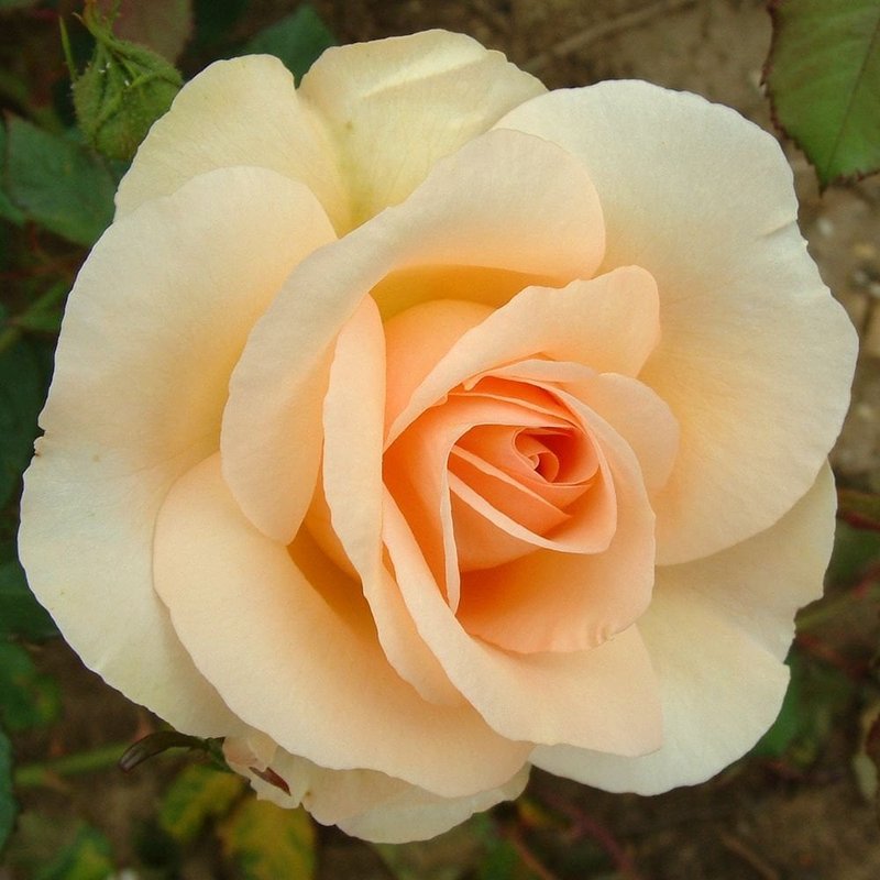 丘吉尔玫瑰月季 丘吉尔玫瑰The Churchill Rose