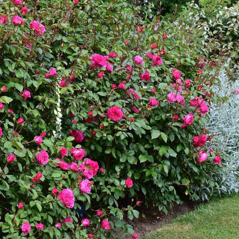 艾佛玫瑰月季 艾佛的玫瑰Ivor's Rose