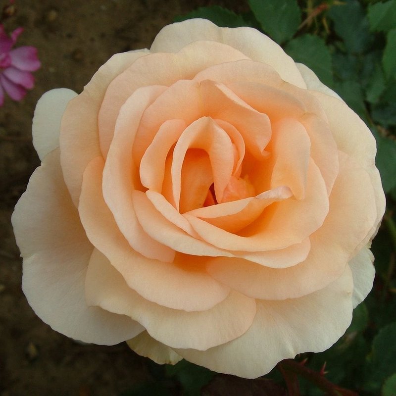 丘吉尔玫瑰月季 丘吉尔玫瑰The Churchill Rose