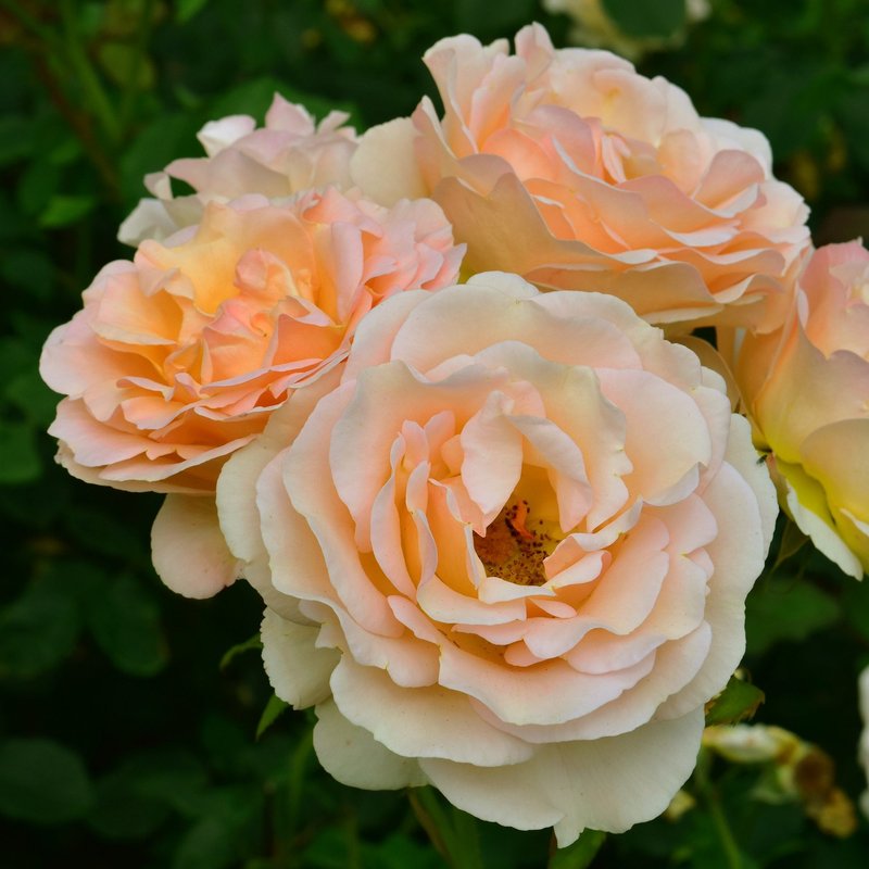 丘吉尔玫瑰月季 丘吉尔玫瑰The Churchill Rose