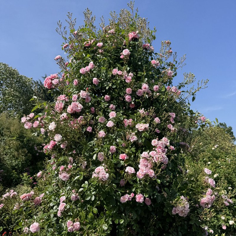 英格兰乡村月季 英格兰乡村Rural England