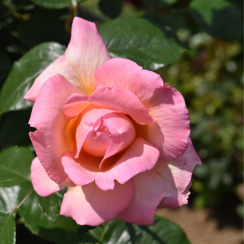 芳香庆典Fragrant Celebration