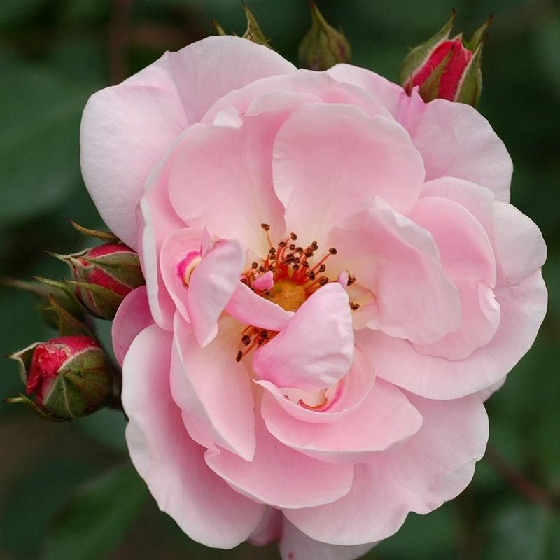 基蒂的玫瑰月季 凯蒂的玫瑰Kitty's Rose