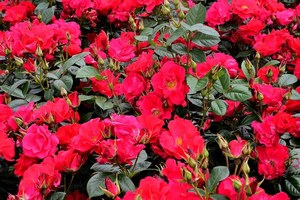 丘顿玫瑰Chewton Rose