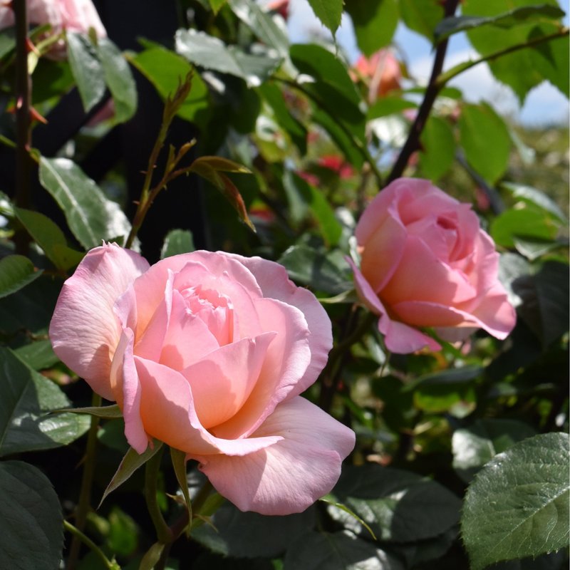 芳香庆典Fragrant Celebration