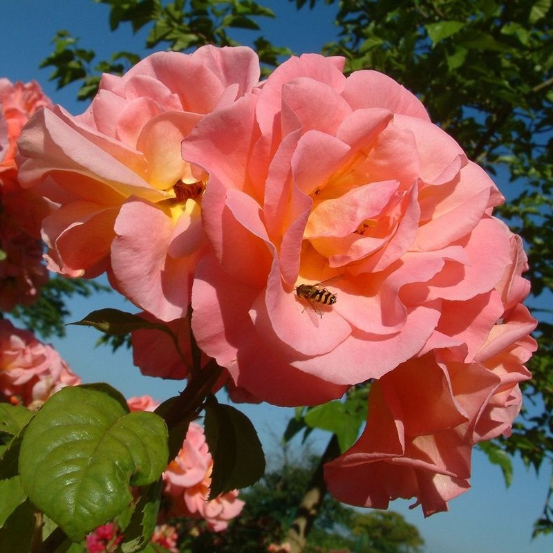 伊芙琳梅月季 五月伊芙琳 Evelyn May