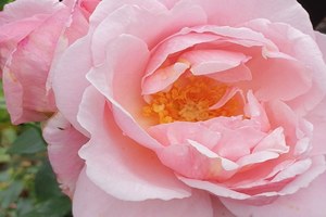 牛津药草园玫瑰Oxford Physic Rose