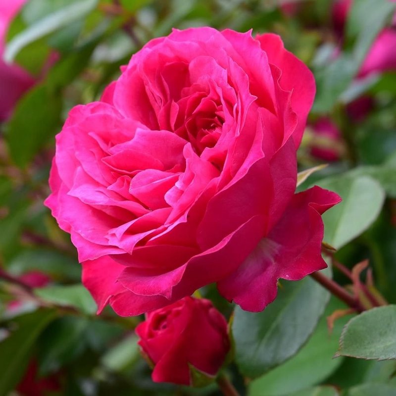 艾佛玫瑰月季 艾佛的玫瑰Ivor's Rose