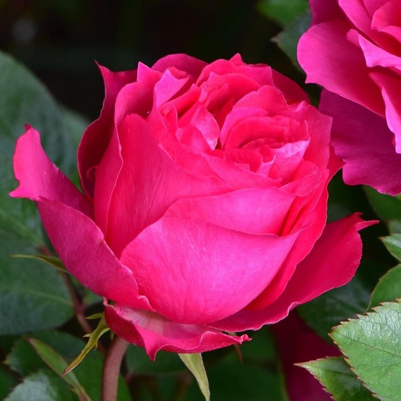 艾佛玫瑰月季 艾佛的玫瑰Ivor's Rose