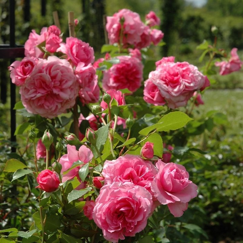 珀斯玫瑰月季 珀斯玫瑰The Perse Rose